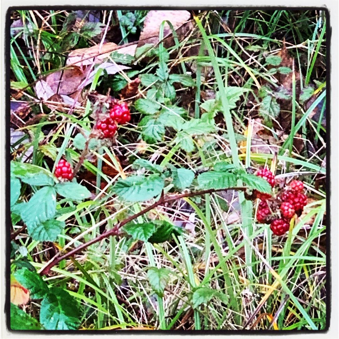 Blackberry plant, with green foliage and red berries